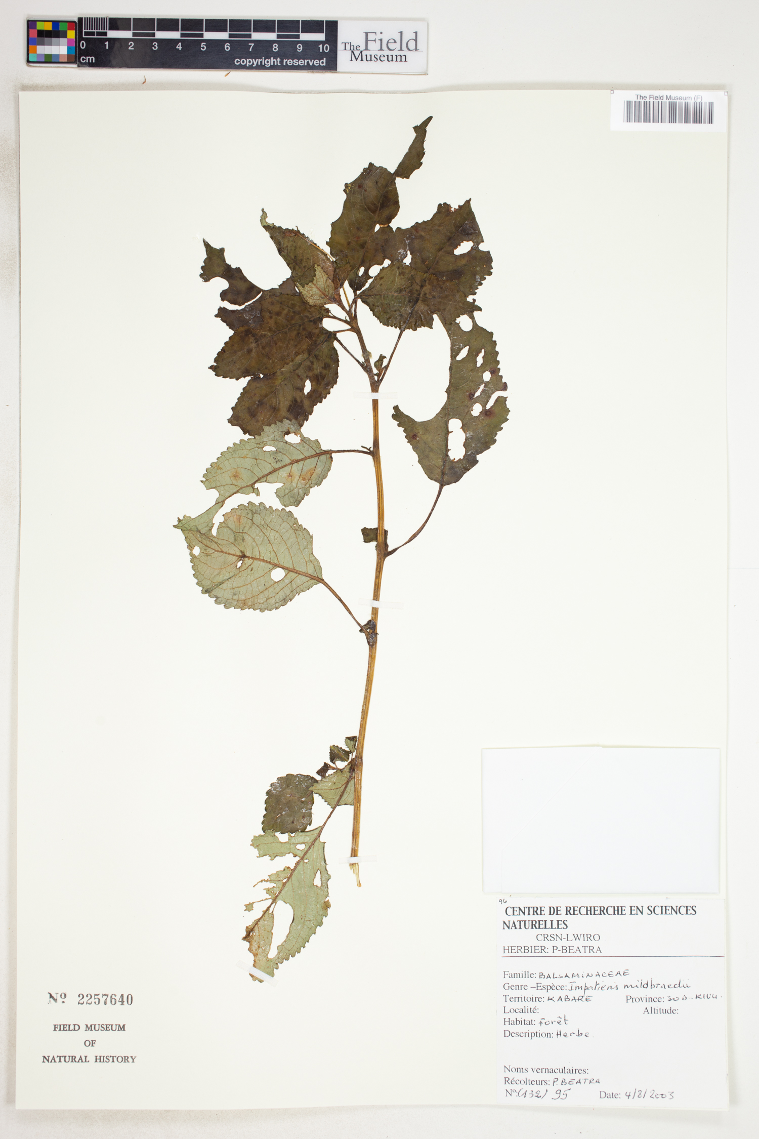 Impatiens mildbraedii image