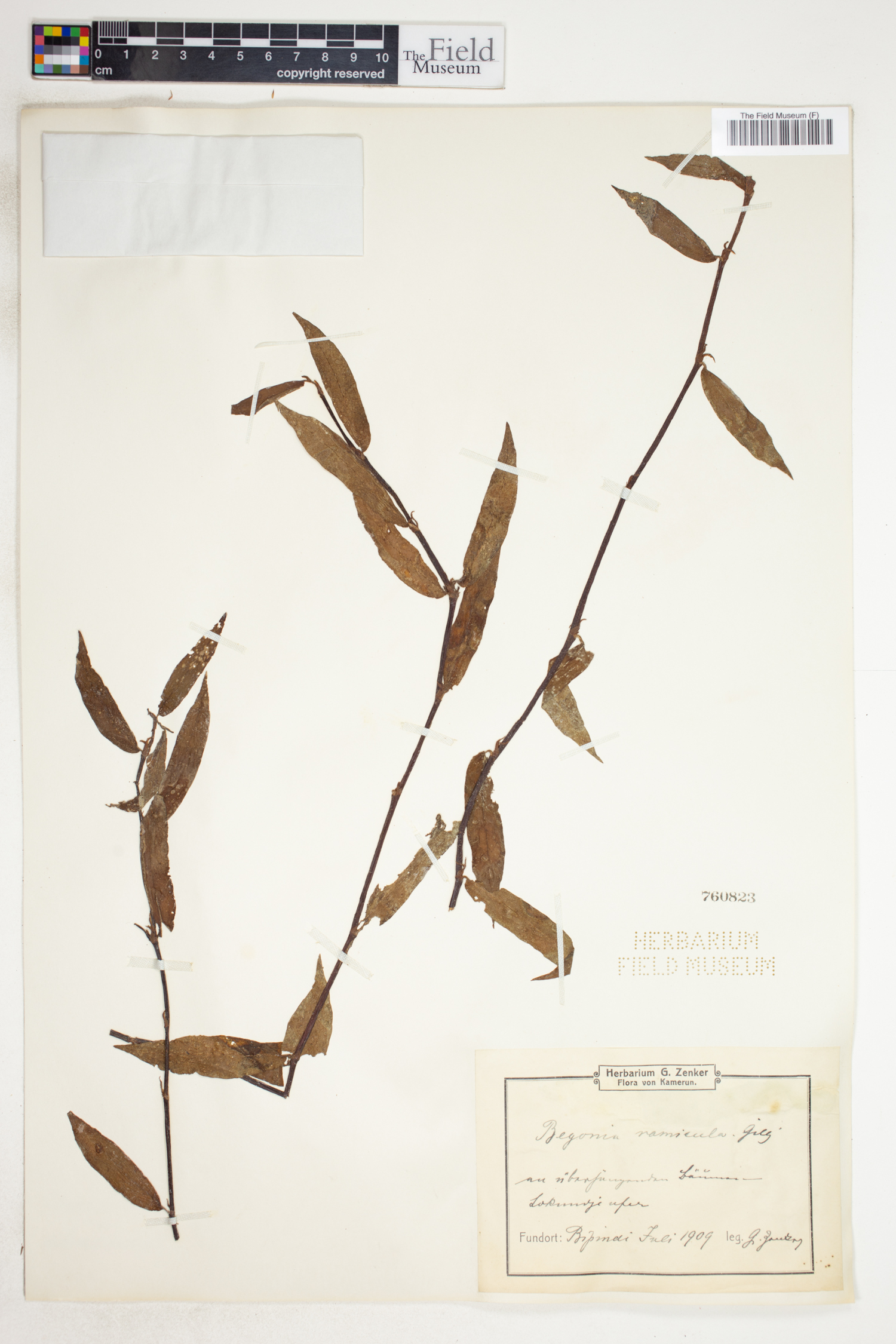 Begonia polygonoides image