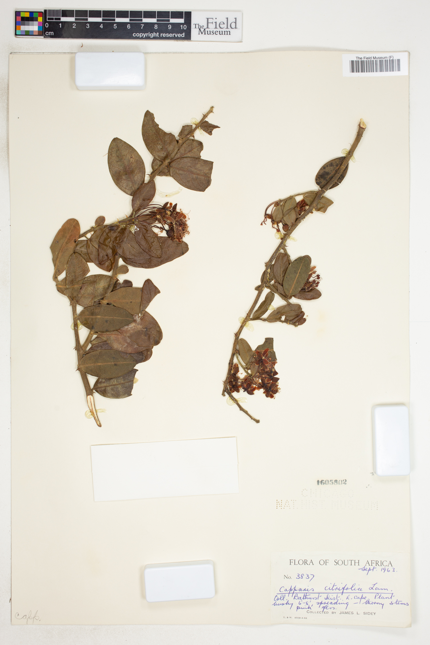 Capparis sepiaria var. citrifolia image