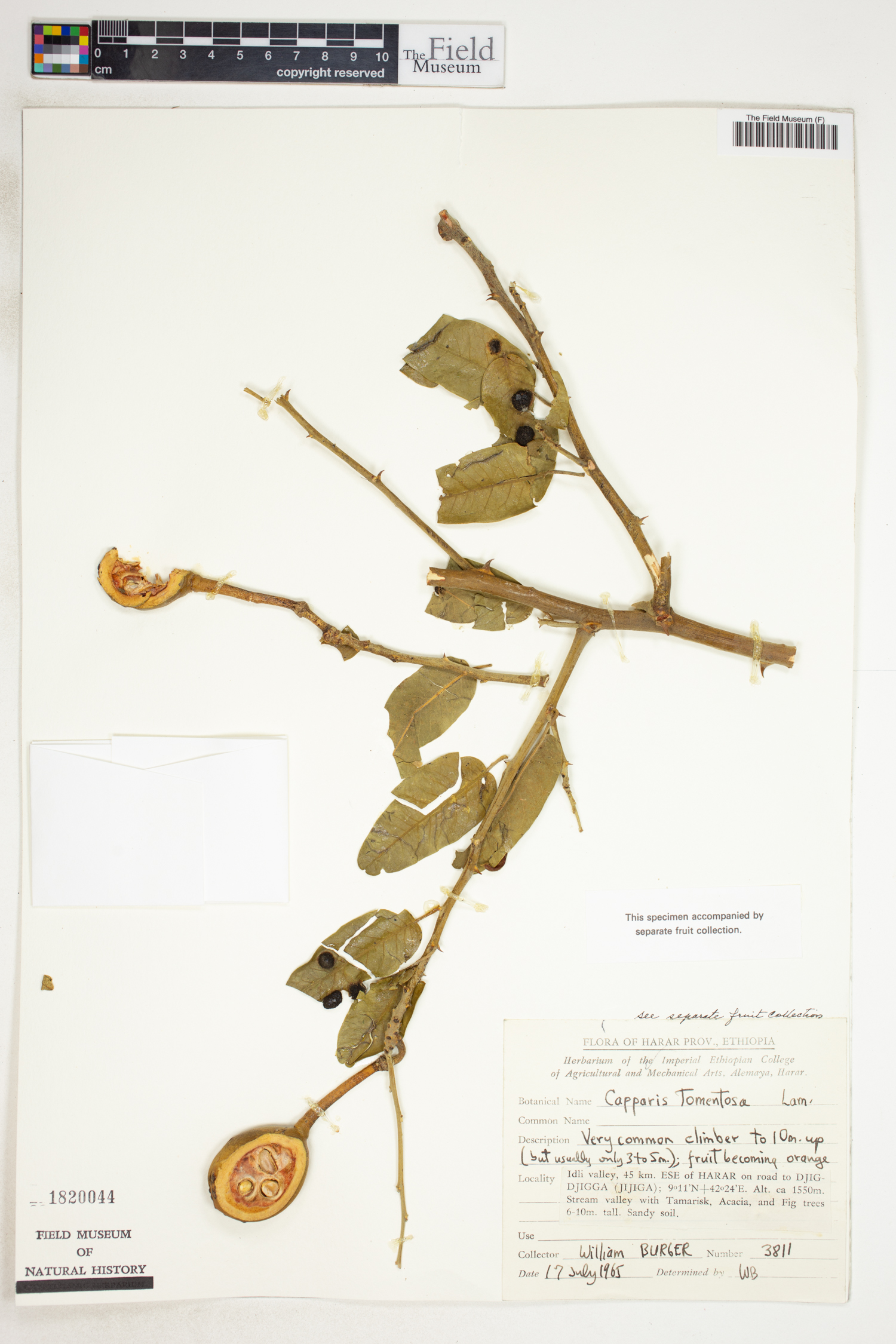 Capparis tomentosa image