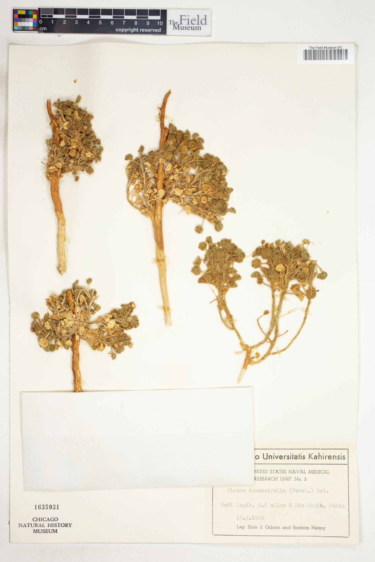 Rorida droserifolia image