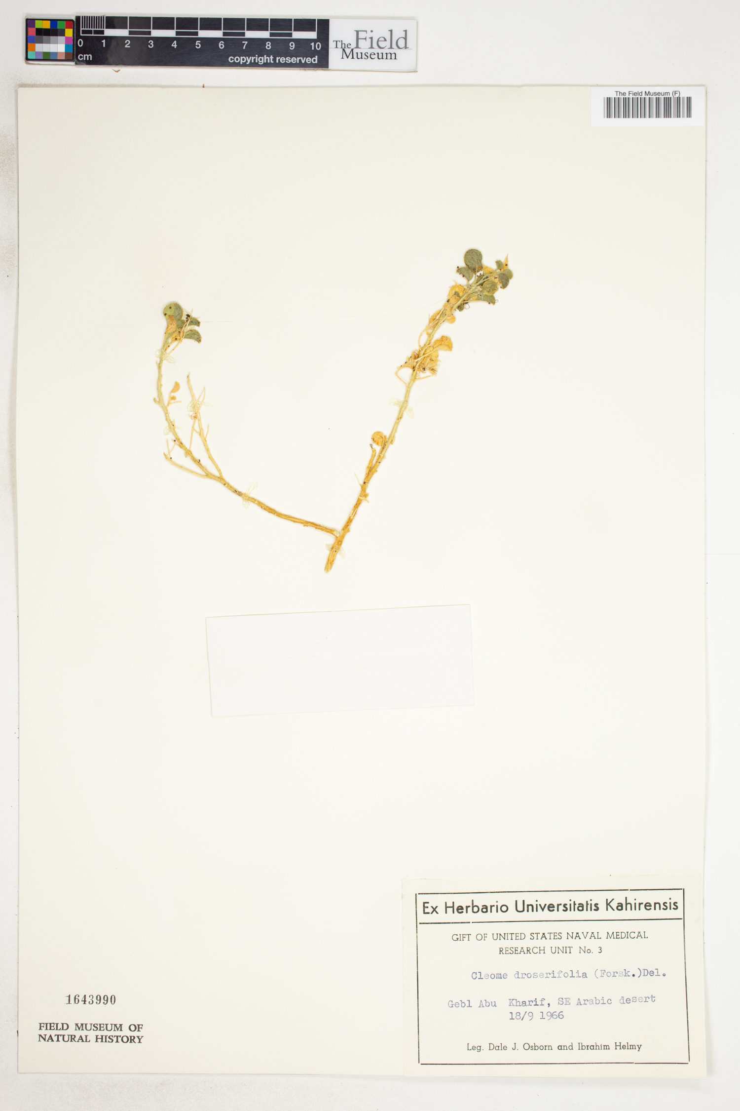 Rorida droserifolia image