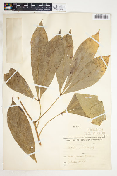 Ritchiea simplicifolia image