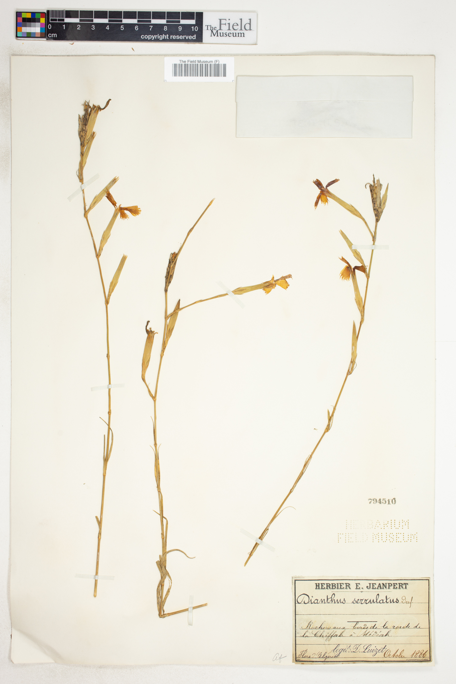 Dianthus serrulatus image