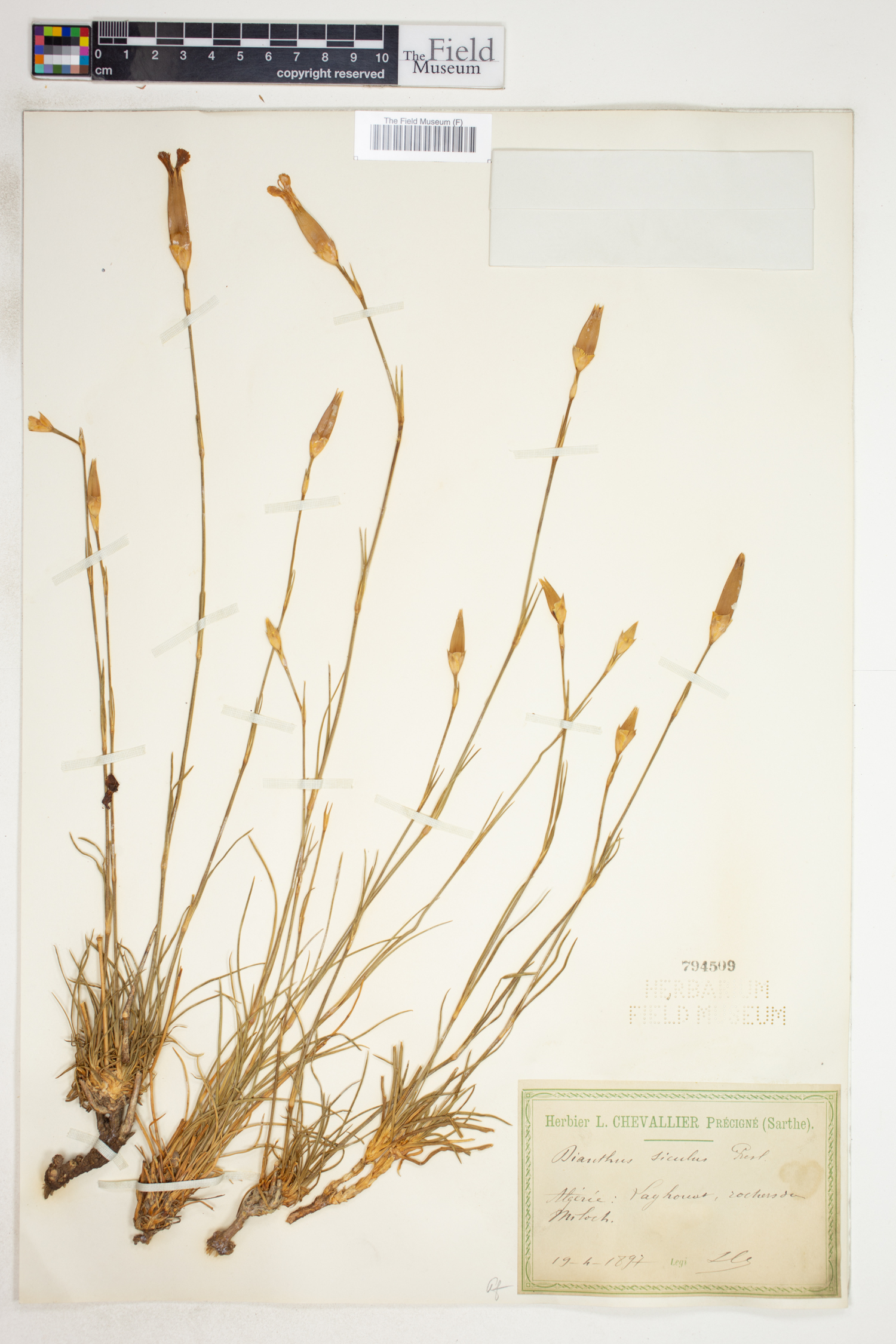Dianthus siculus image