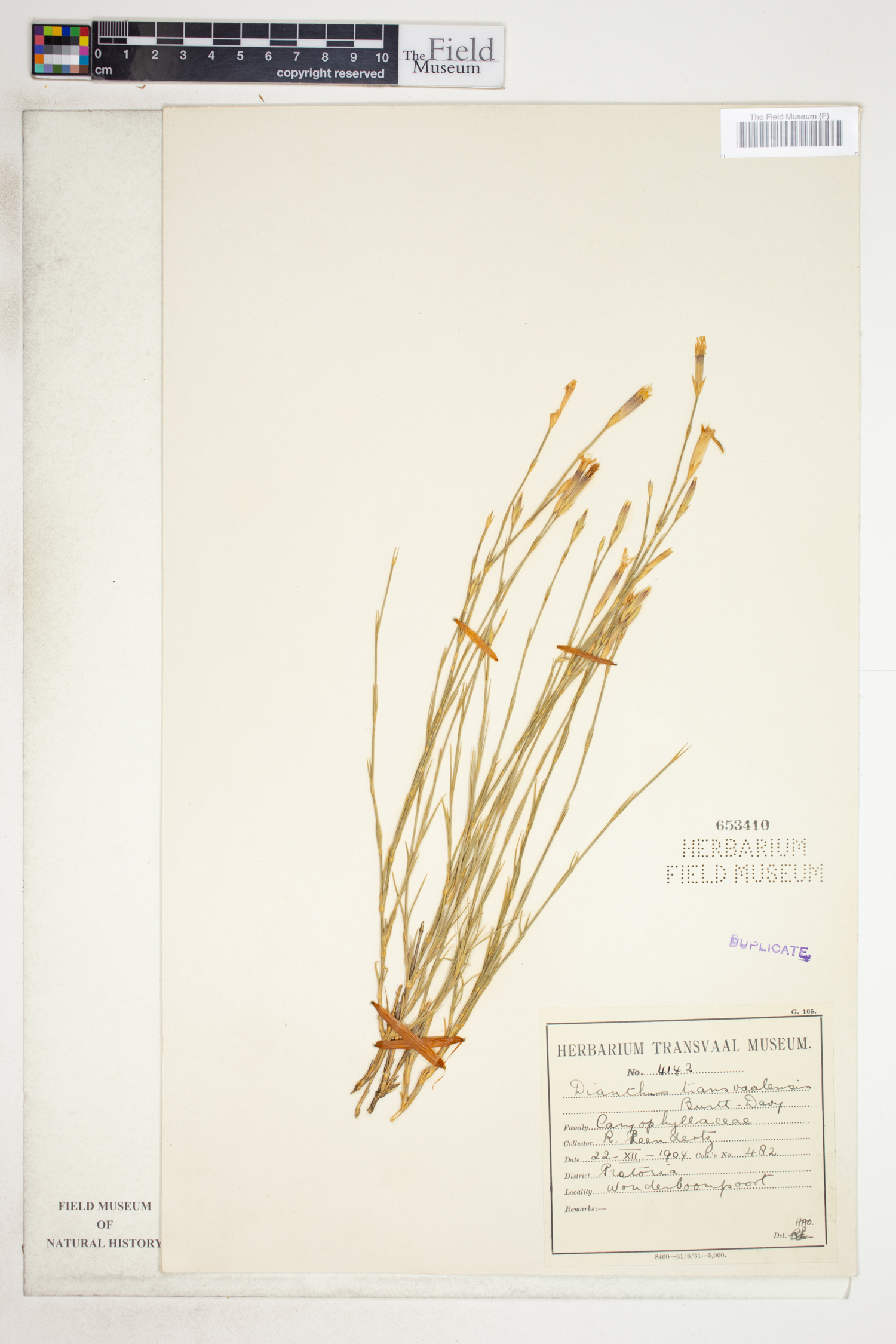Dianthus transvaalensis image
