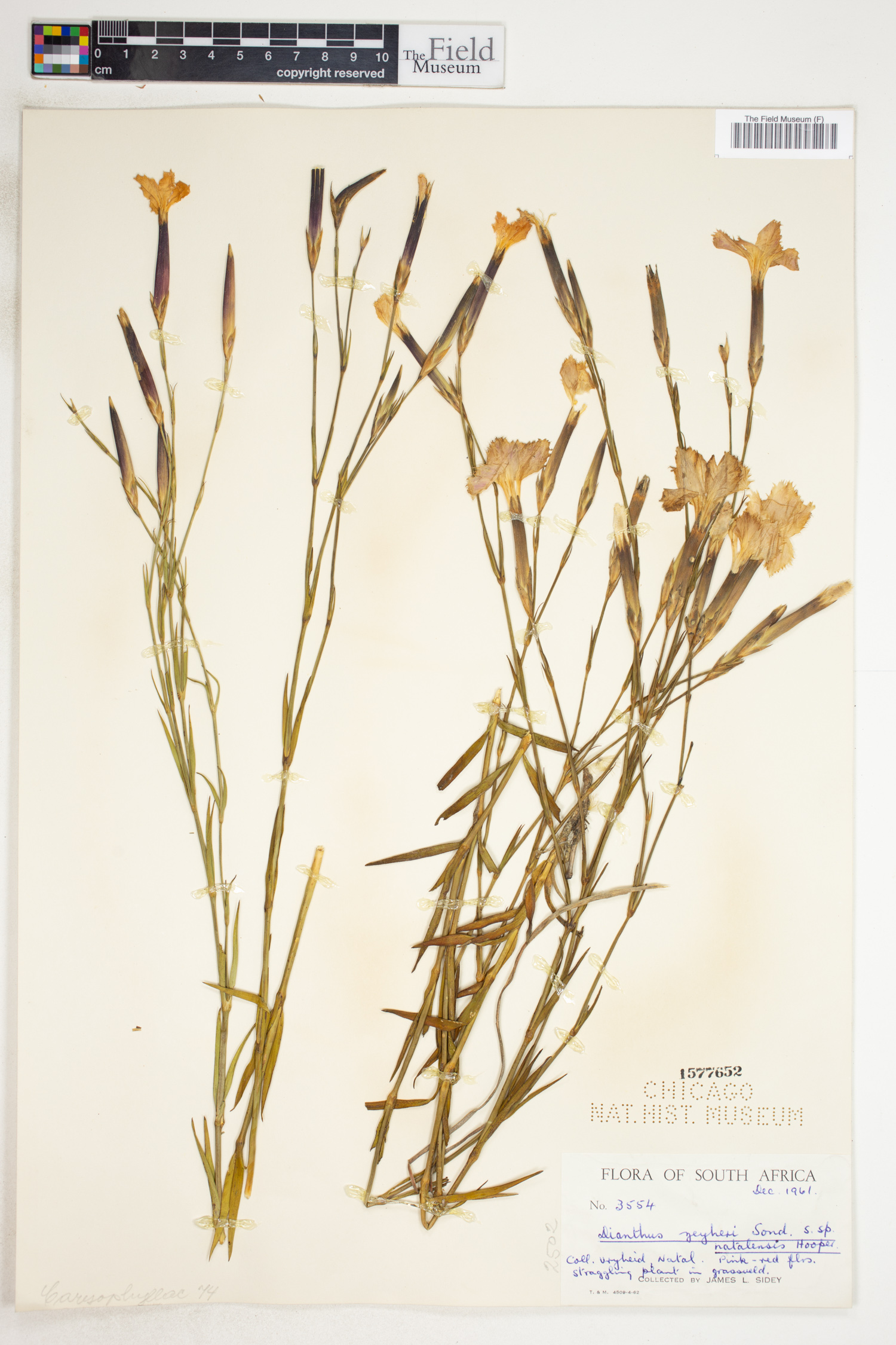 Dianthus zeyheri image