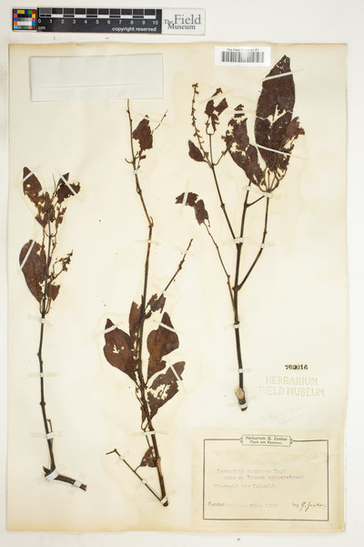 Helixanthera mannii image