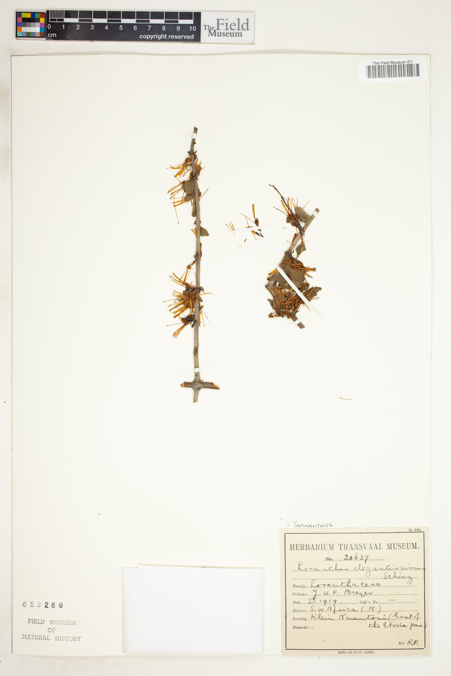Oncocalyx welwitschii image