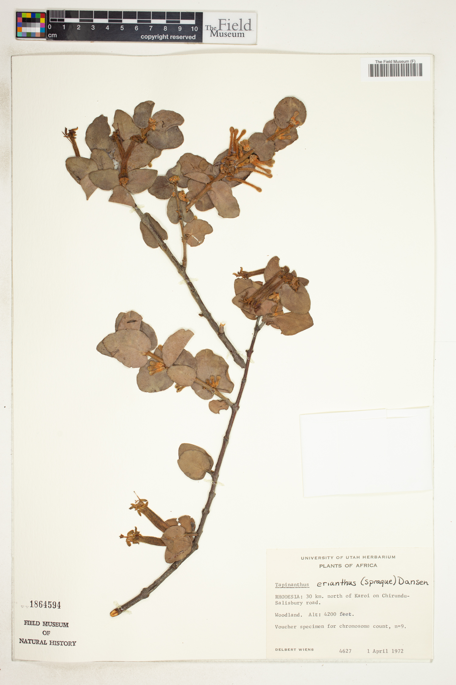 Tapinanthus erianthus image