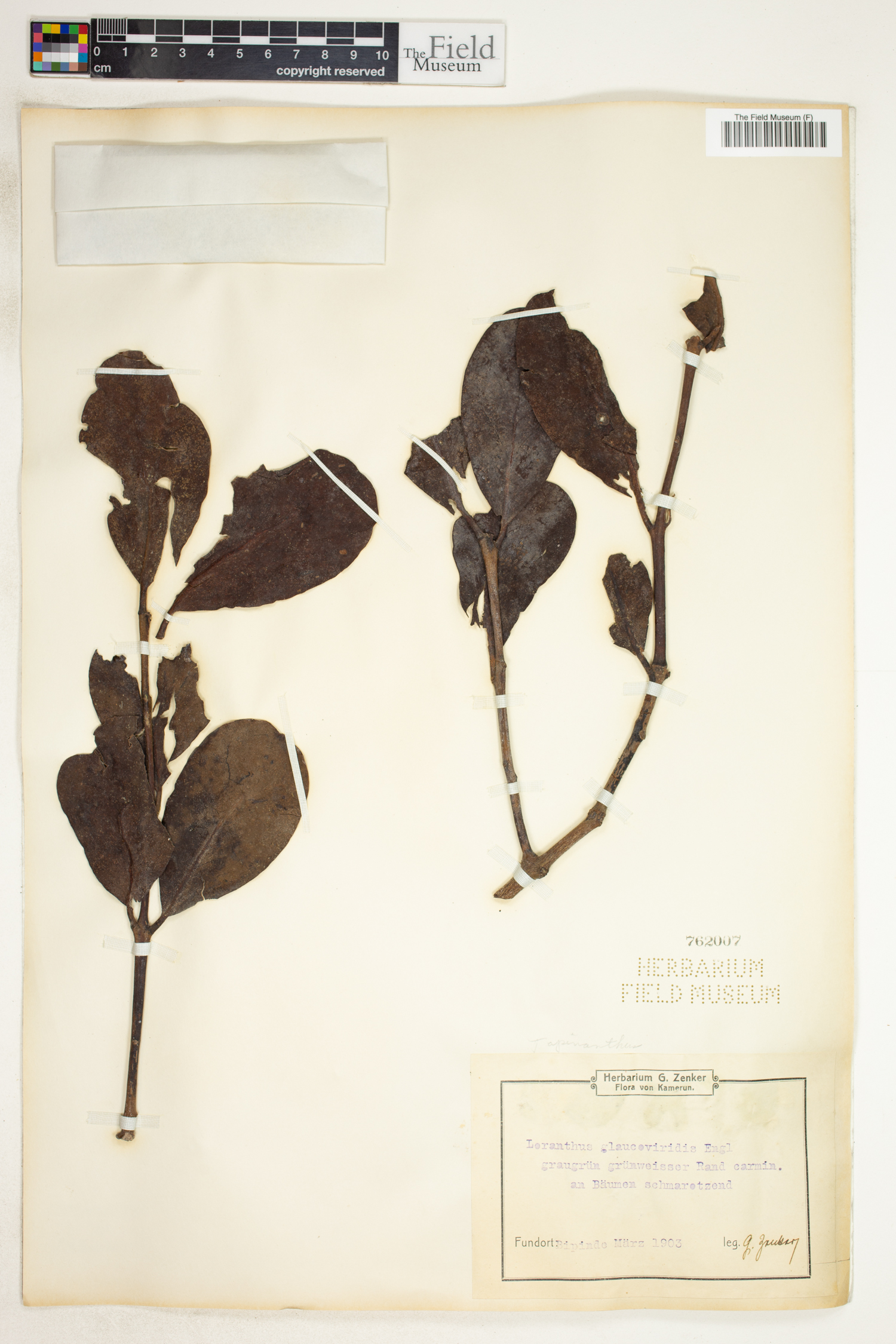 Agelanthus glaucoviridis image