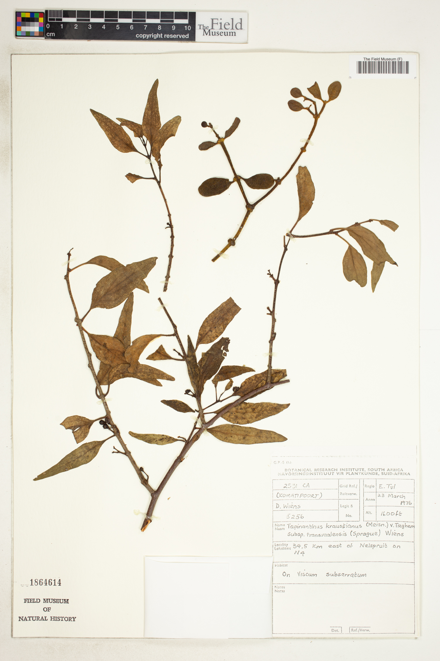 Agelanthus transvaalensis image