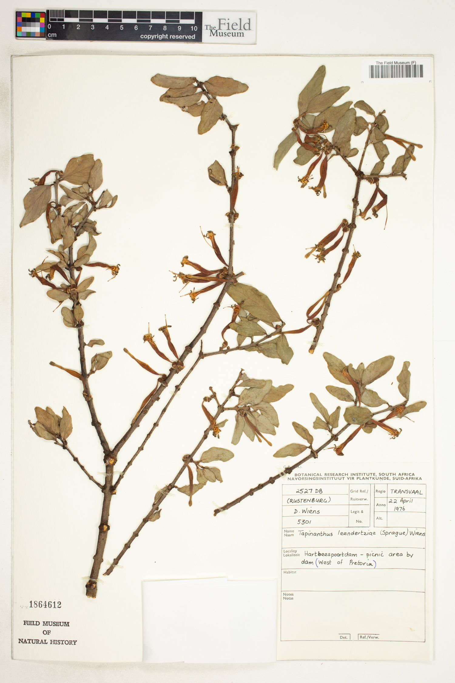 Tapinanthus quequensis image