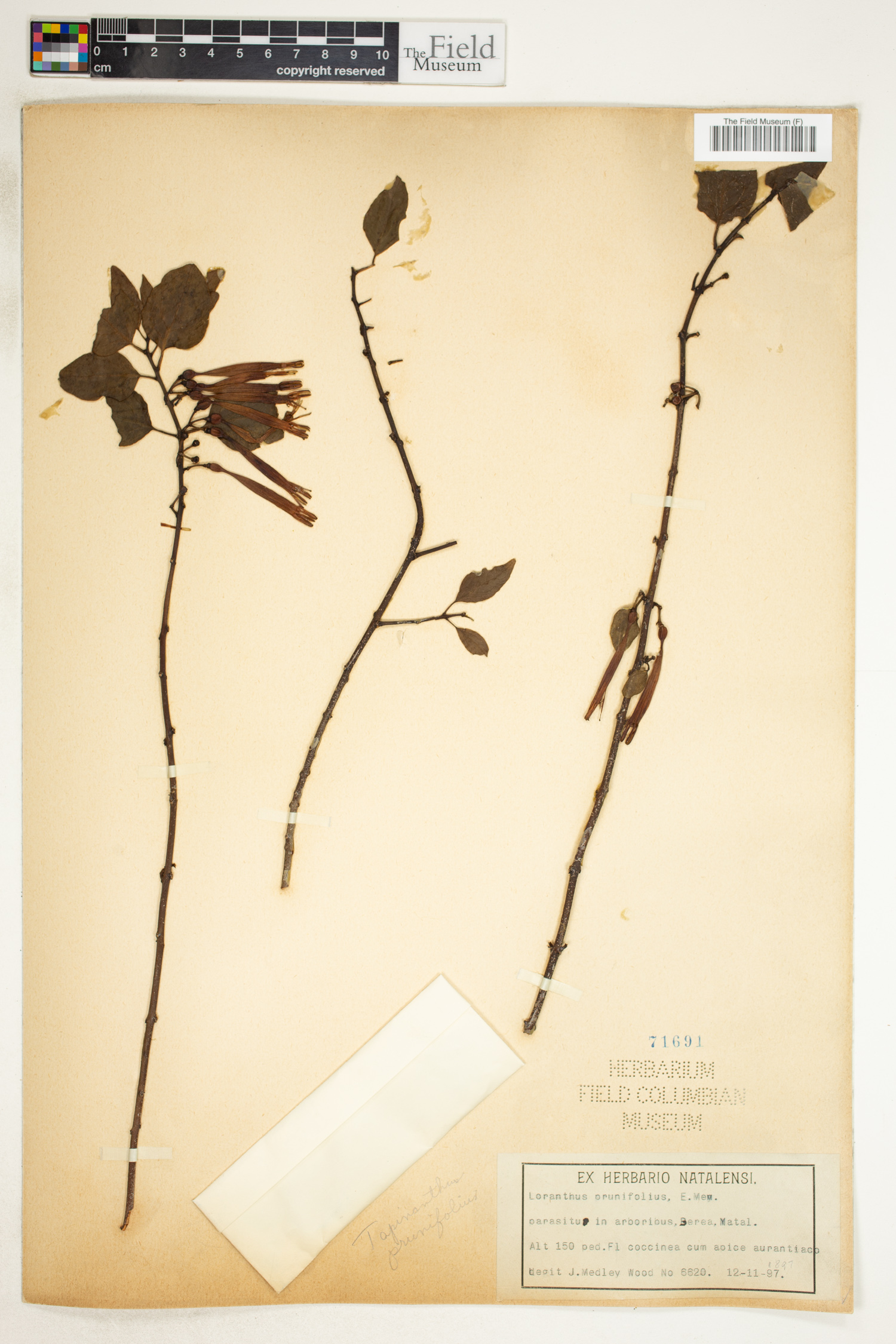 Agelanthus prunifolius image