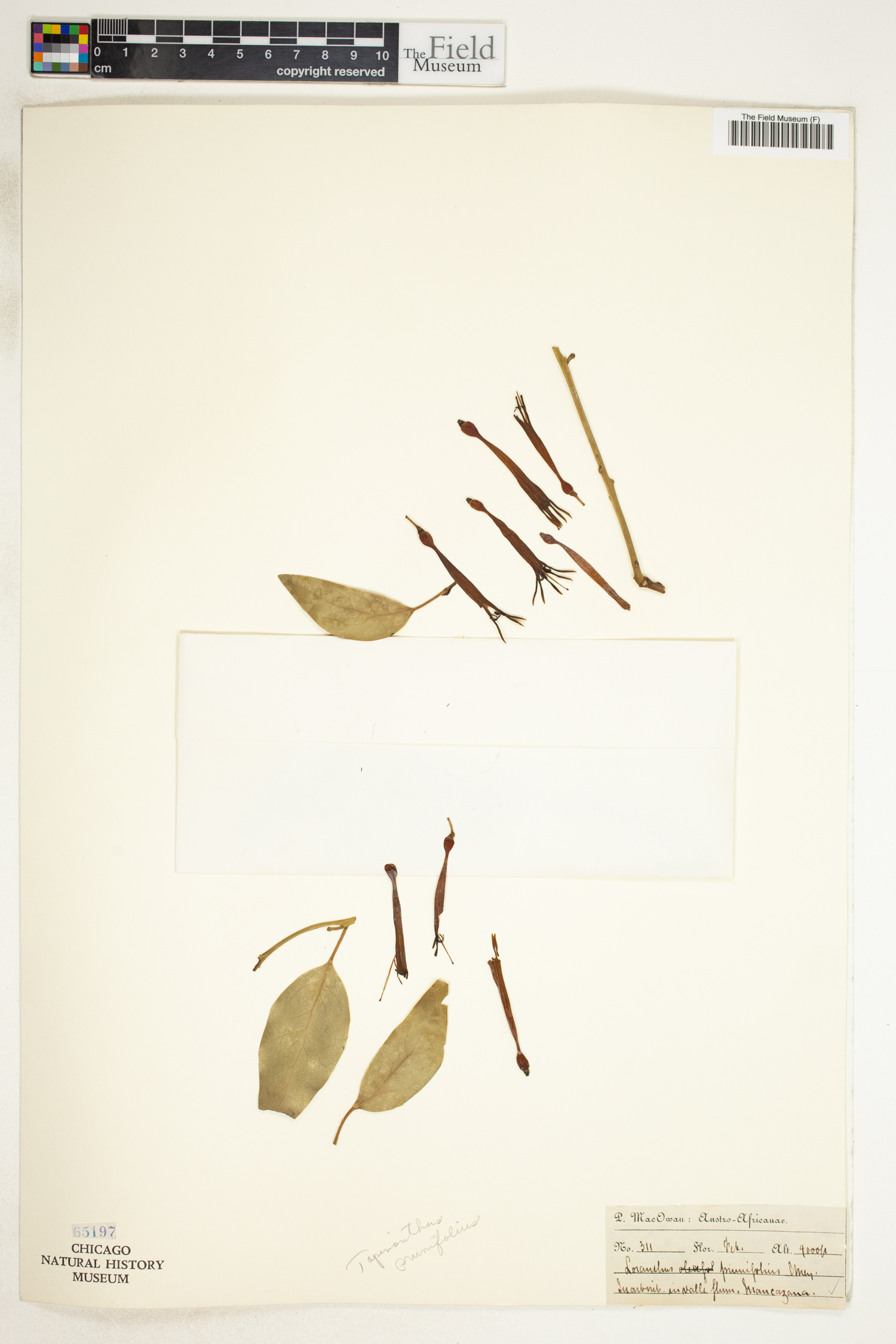 Agelanthus prunifolius image