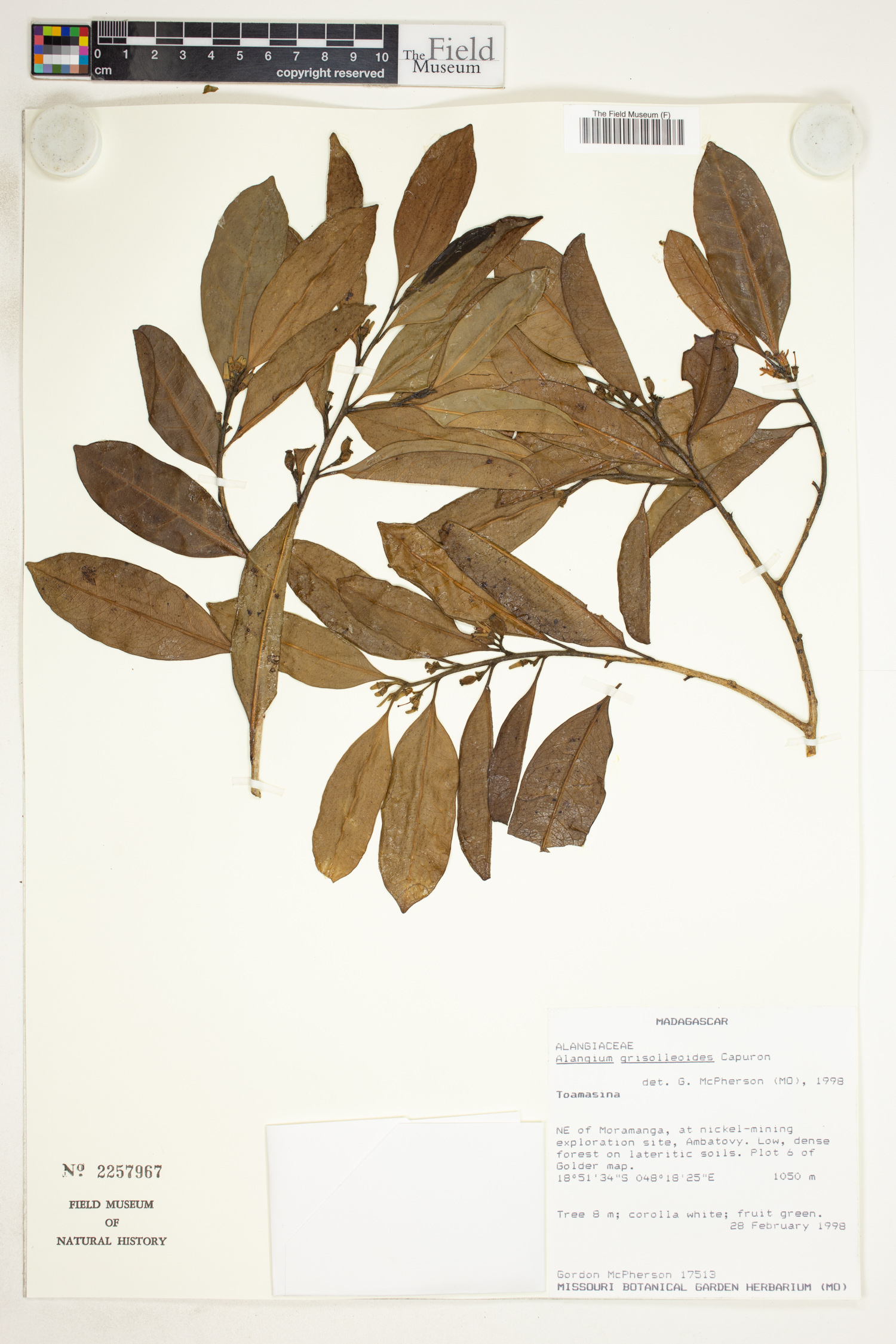 Alangium grisolleoides image