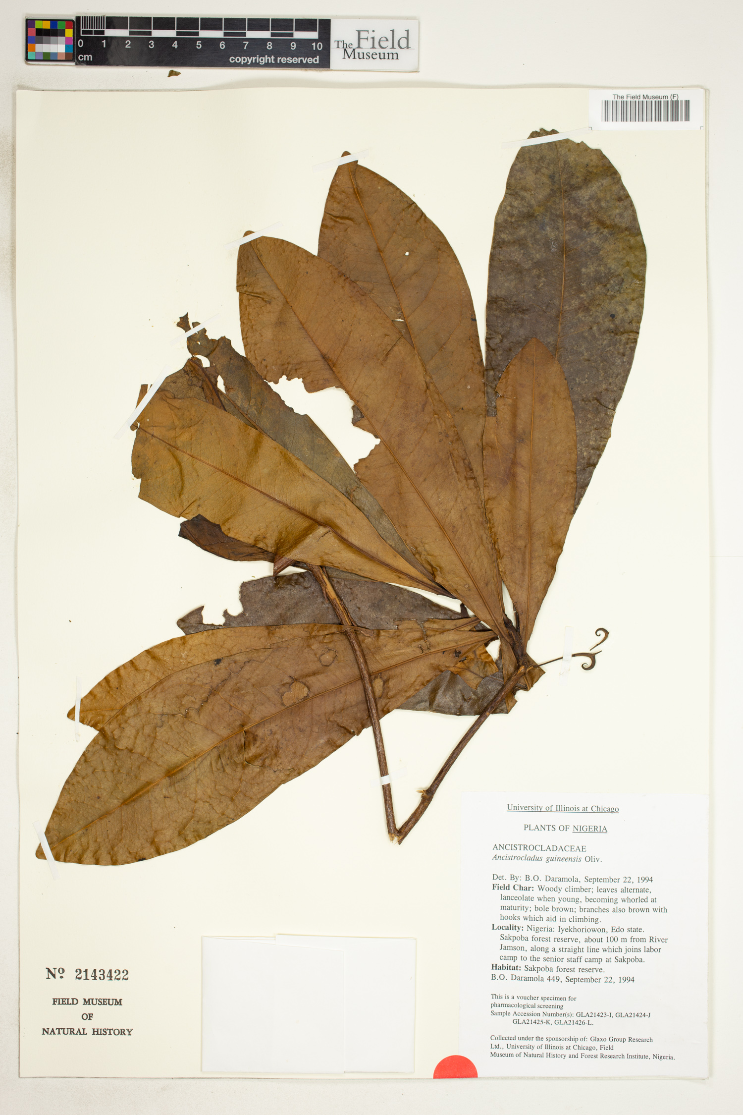 Ancistrocladus guineensis image