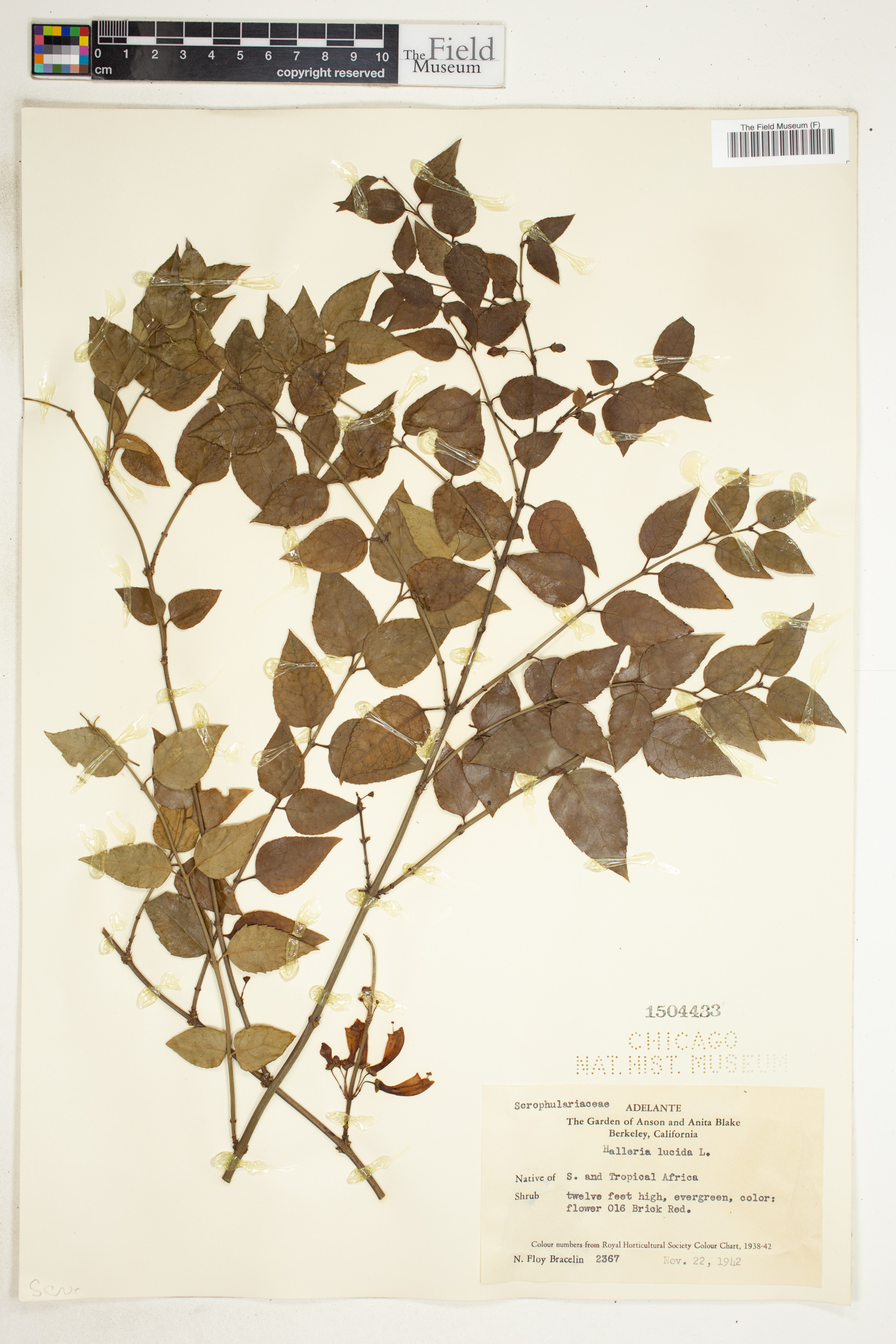 Stilbaceae image