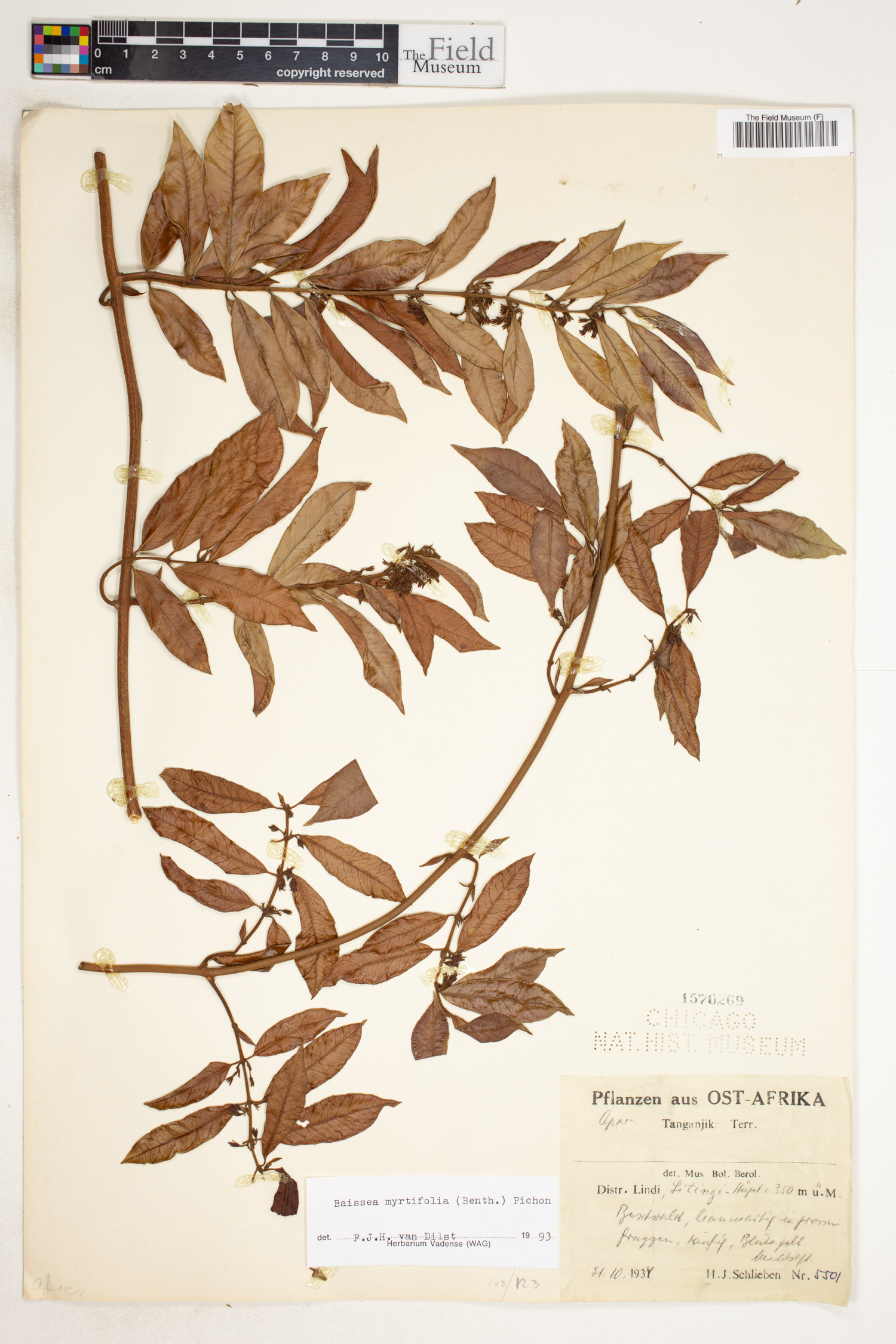Baissea myrtifolia image
