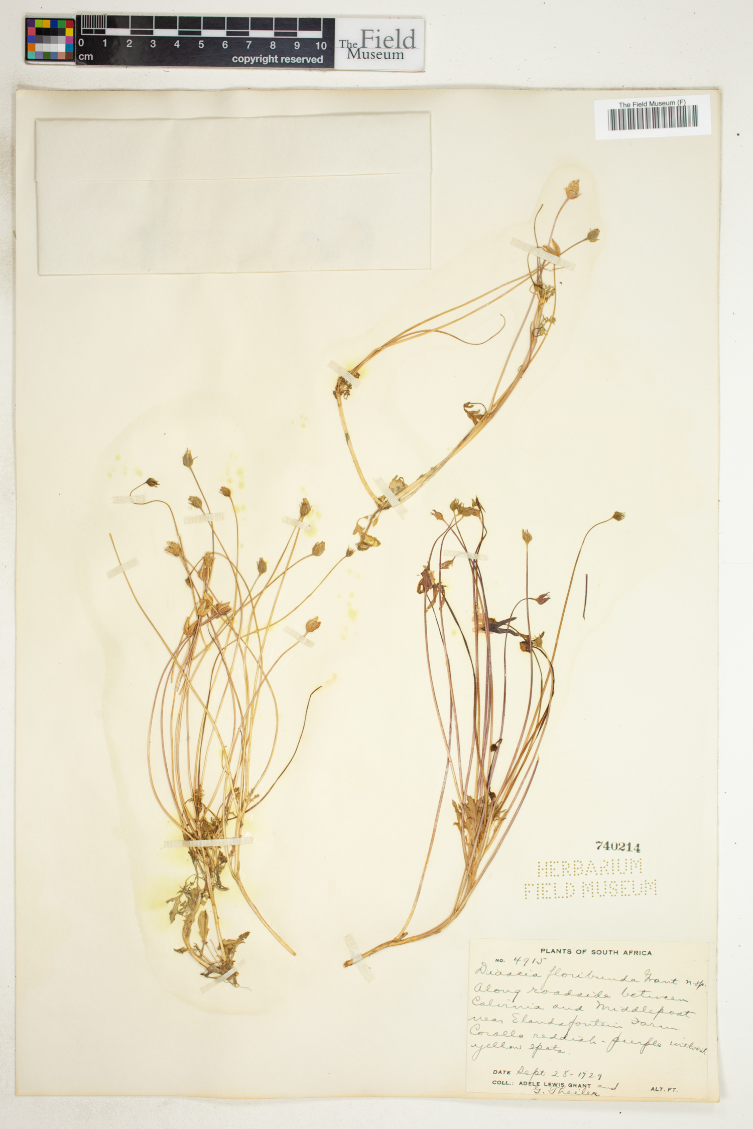 Diascia floribunda image