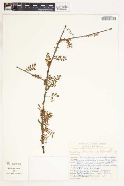 Boswellia neglecta image