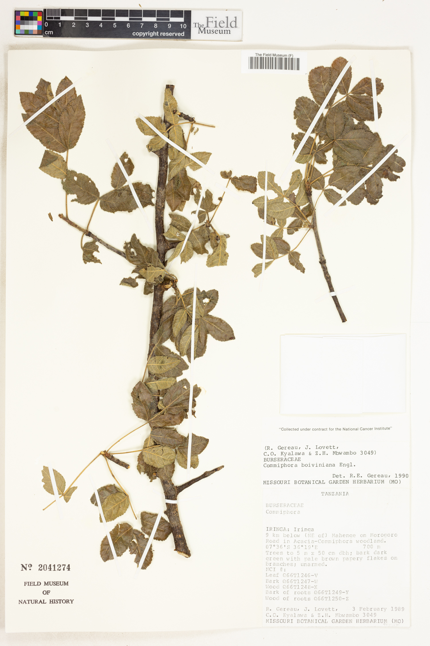 Commiphora pedunculata image