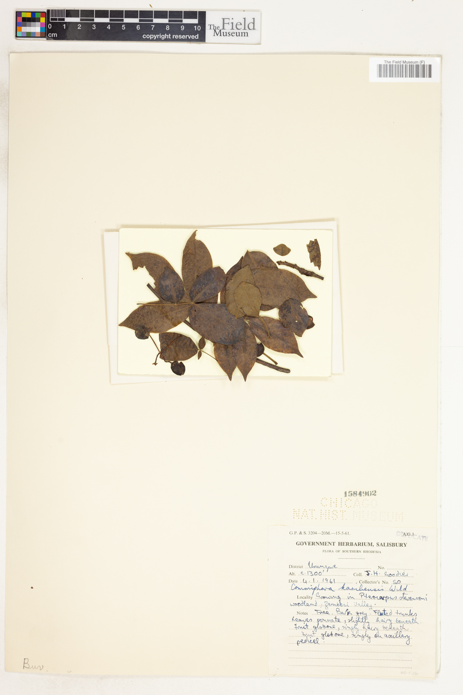Commiphora karibensis image