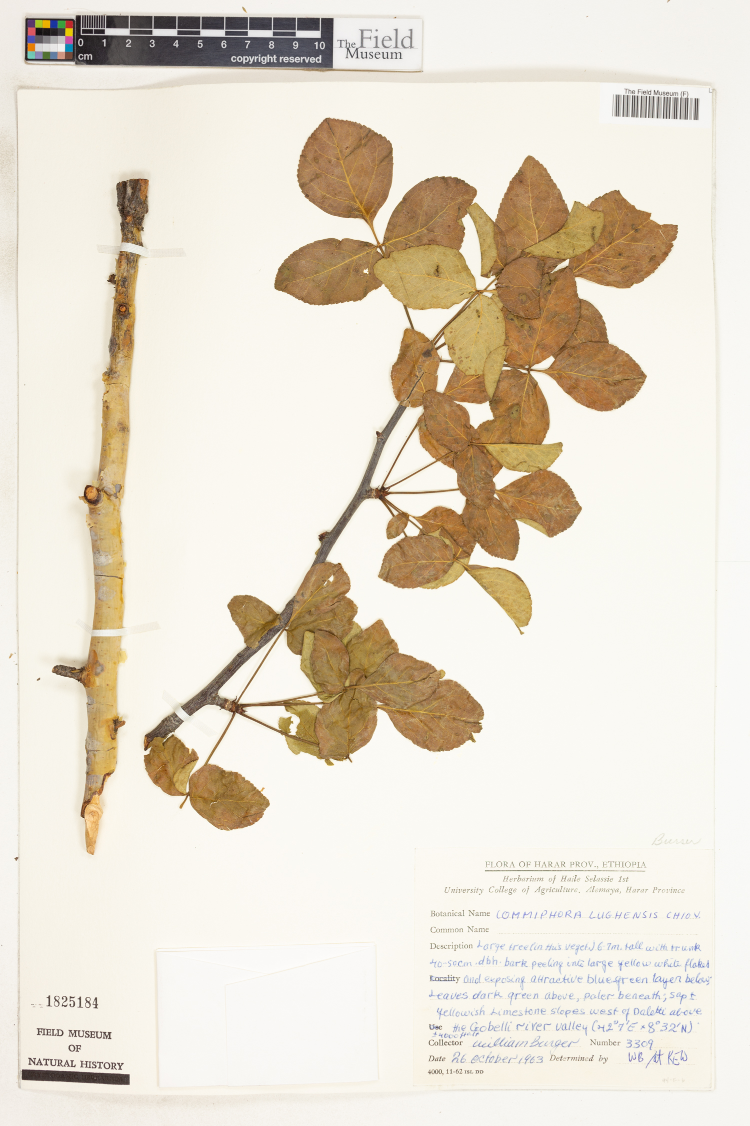 Commiphora kataf image