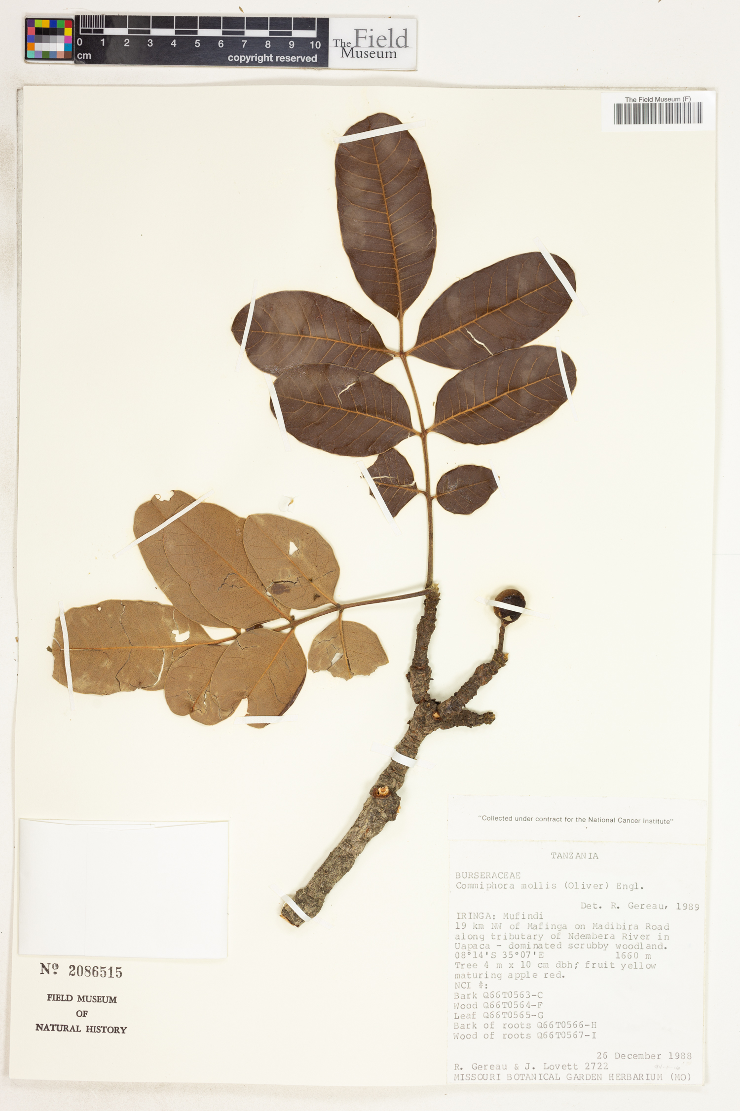 Commiphora edulis image