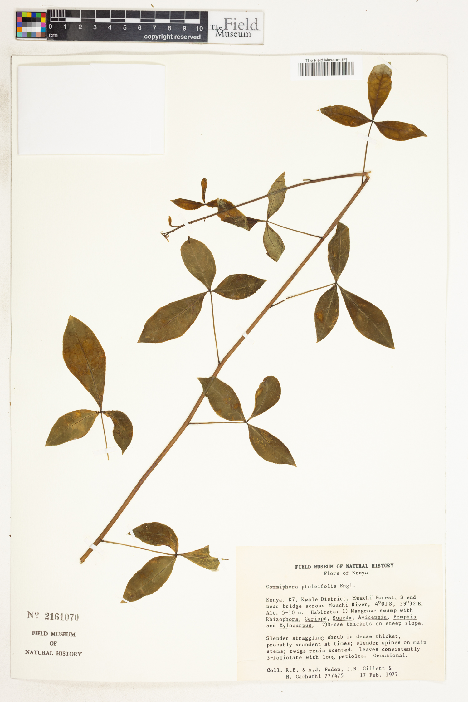 Commiphora pteleifolia image