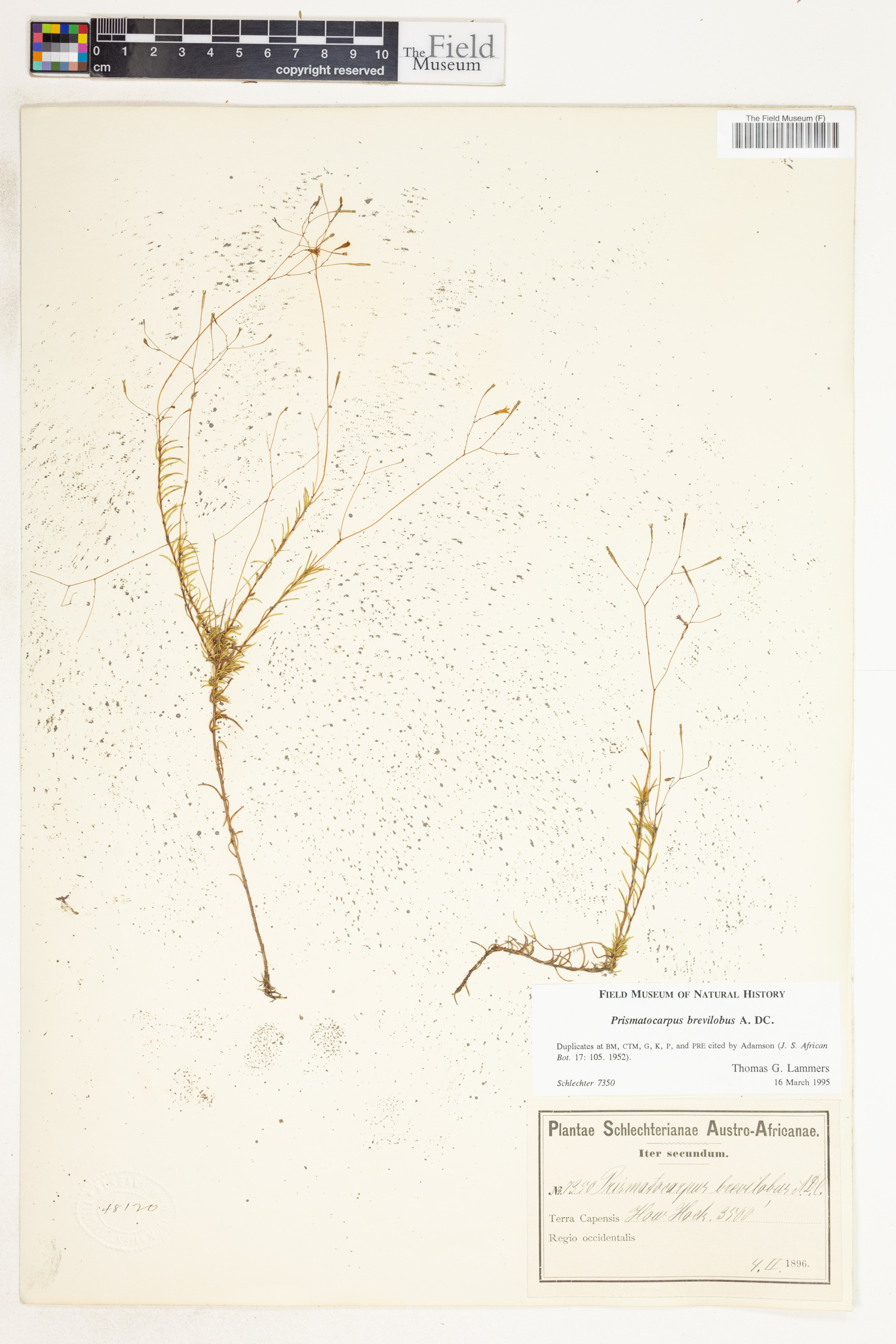 Prismatocarpus brevilobus image
