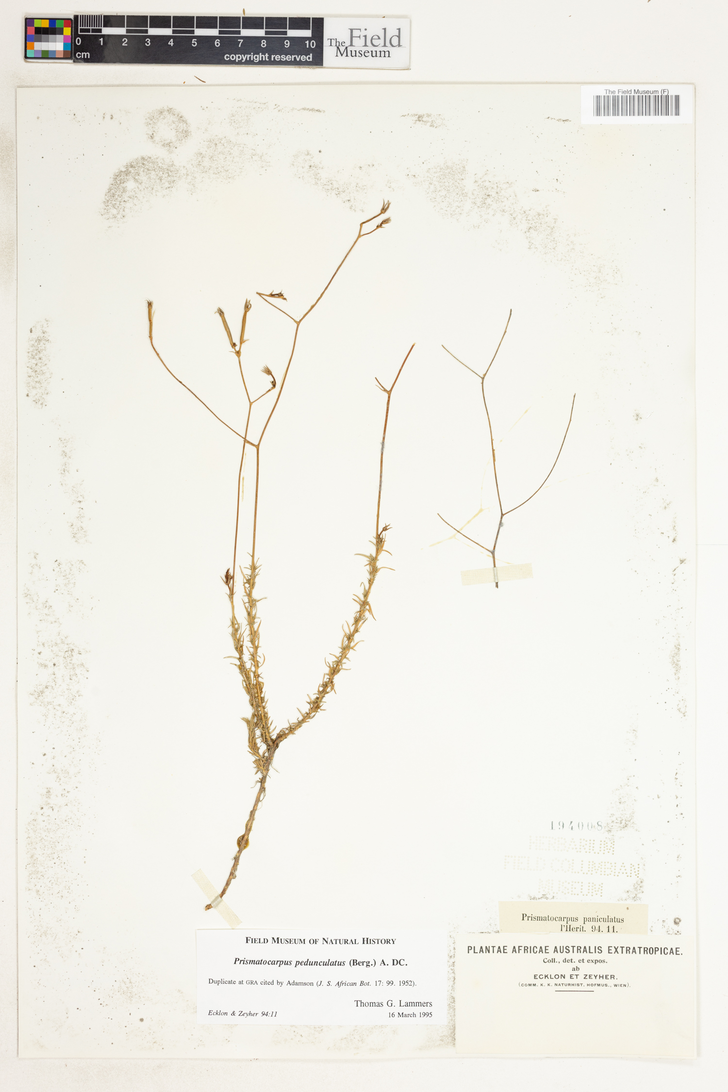 Prismatocarpus pedunculatus image