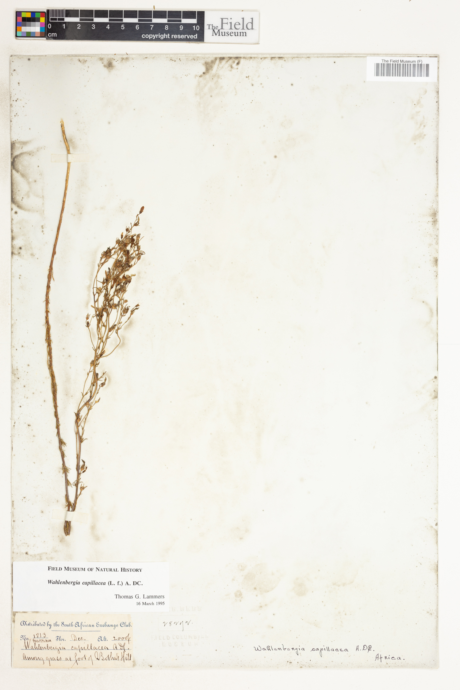 Wahlenbergia capillacea image
