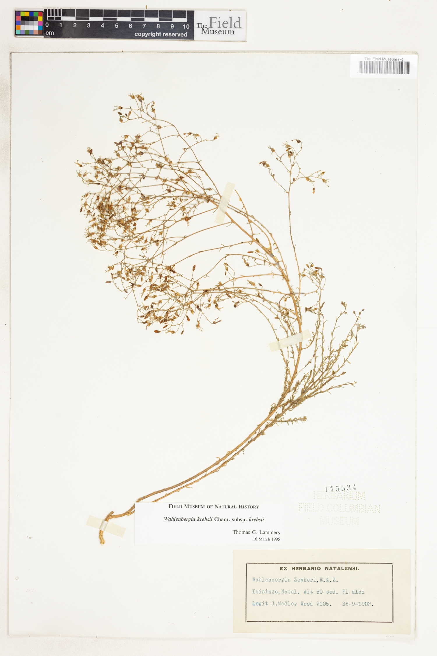 Wahlenbergia krebsii subsp. krebsii image
