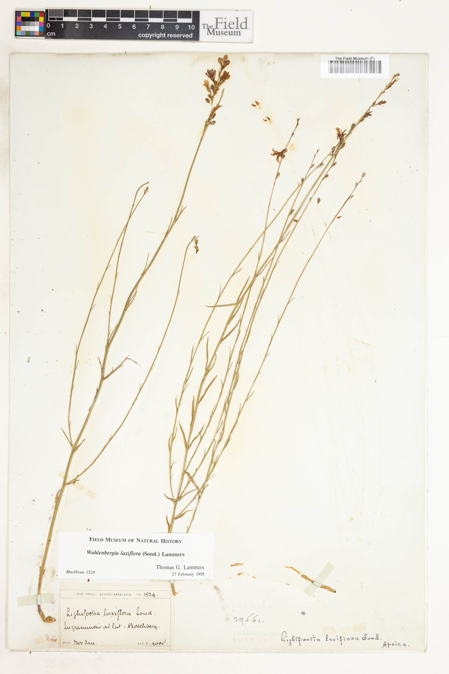 Wahlenbergia laxiflora image