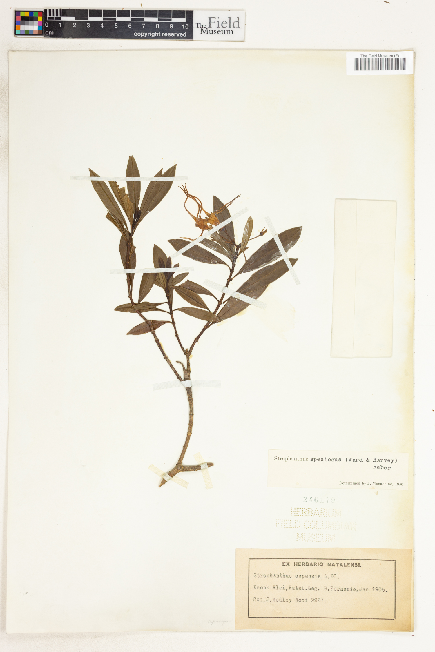 Strophanthus speciosus image