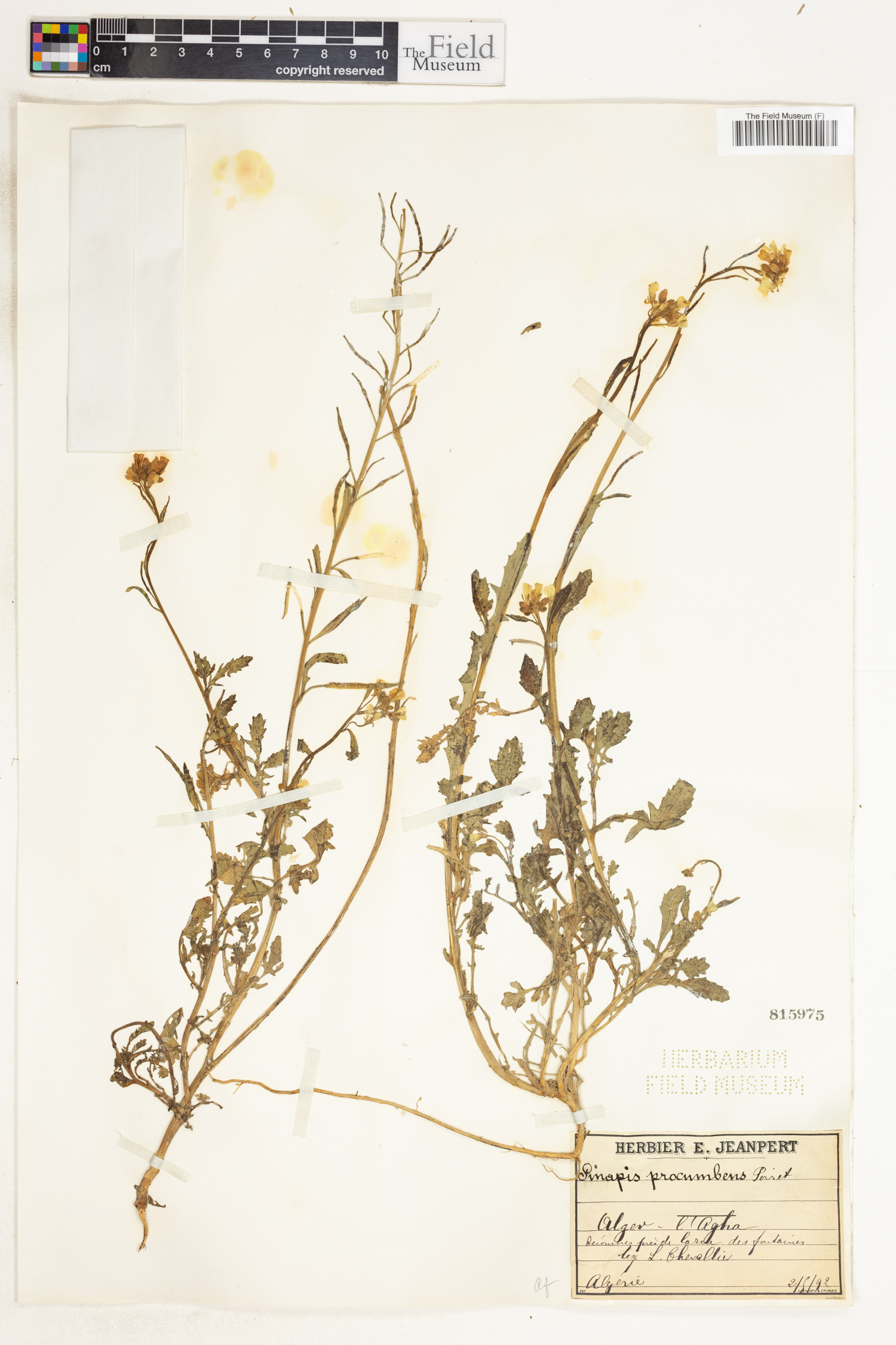 Brassica procumbens image