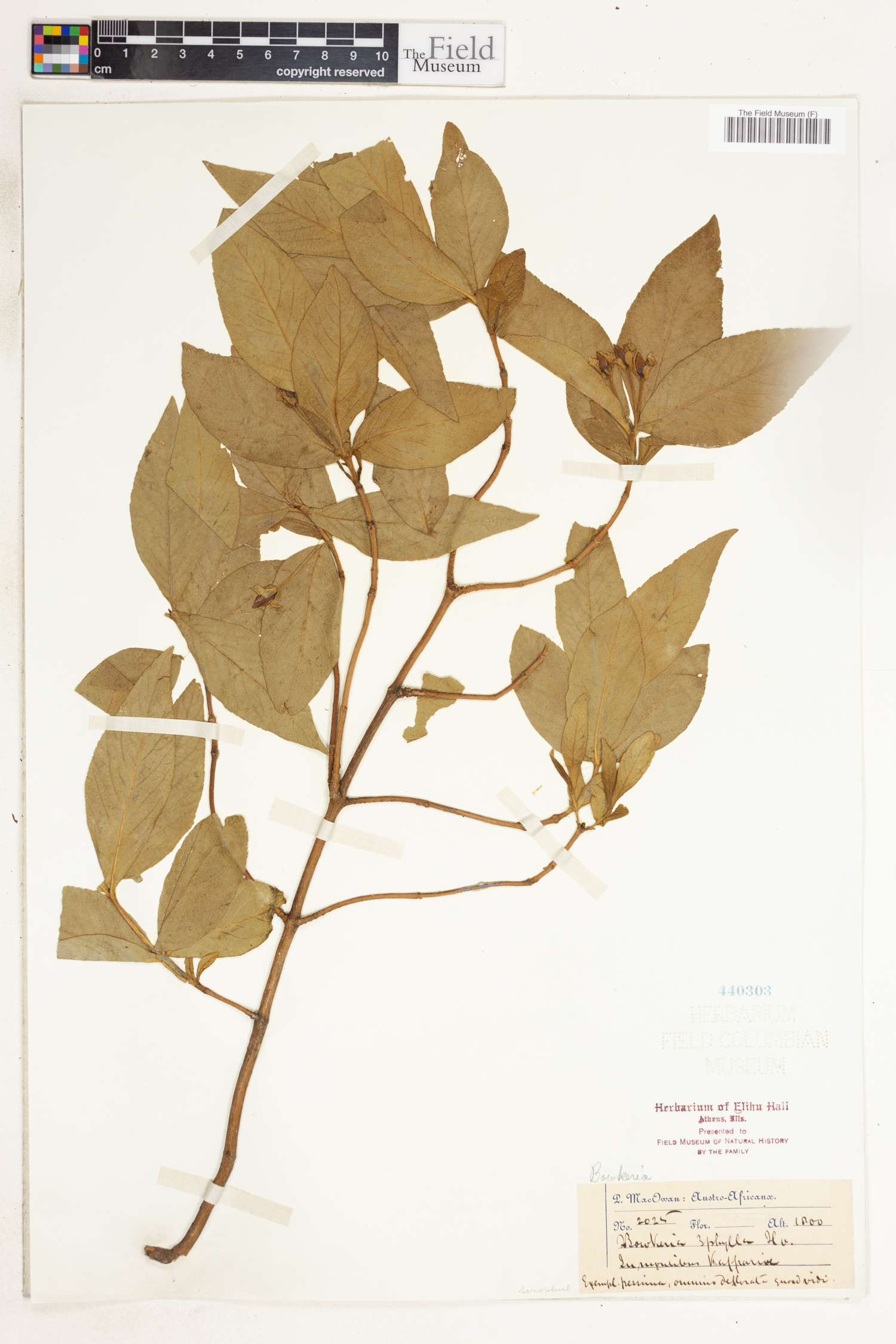 Bowkeria verticillata image