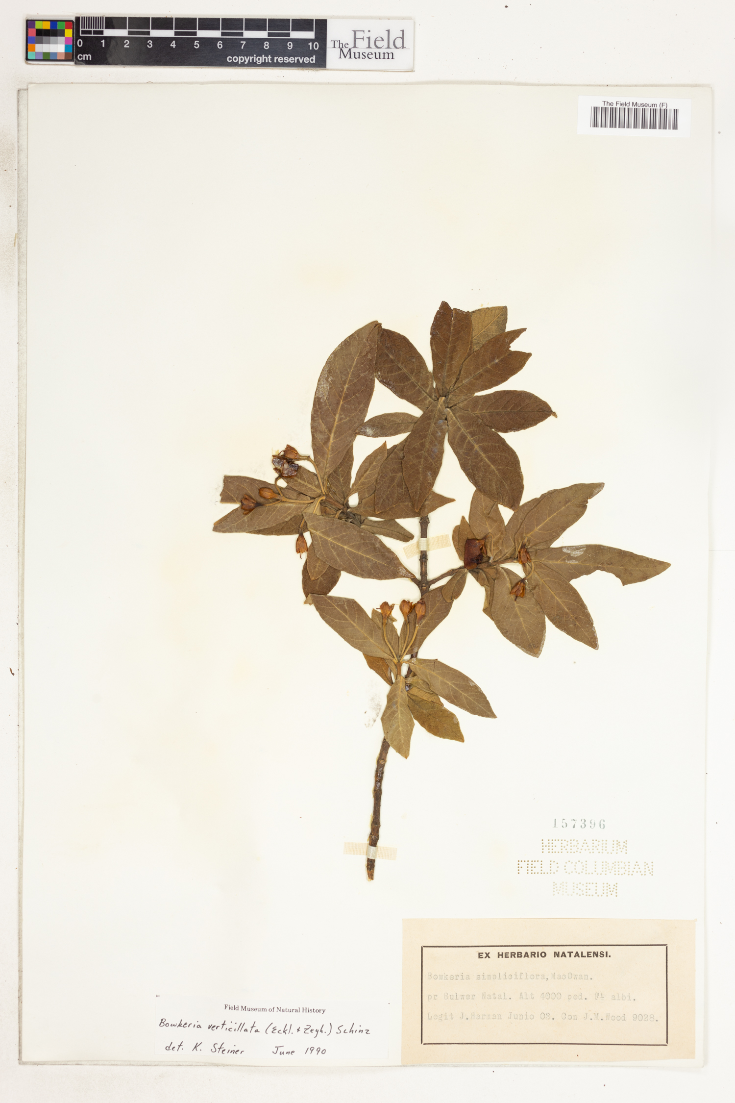 Bowkeria verticillata image