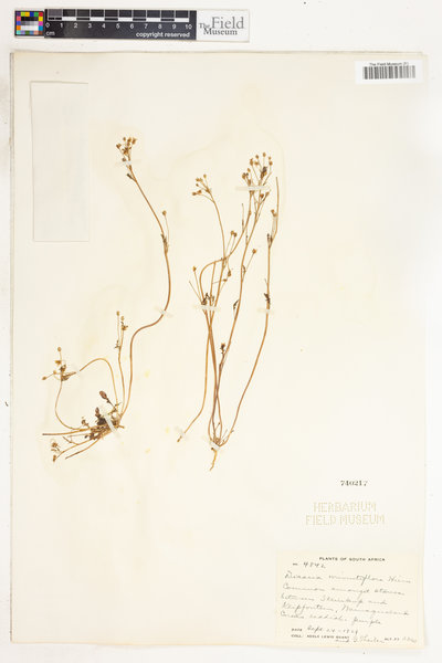 Diascia minutiflora image