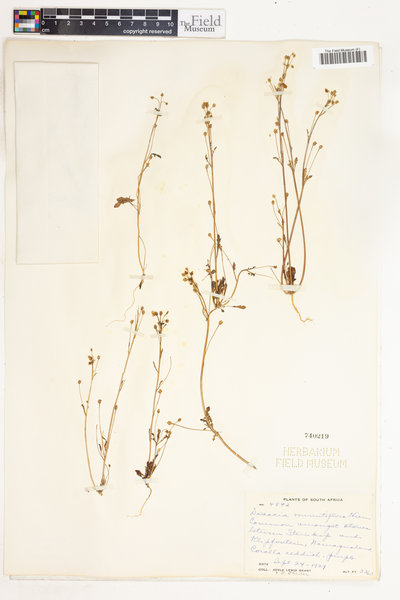 Diascia minutiflora image