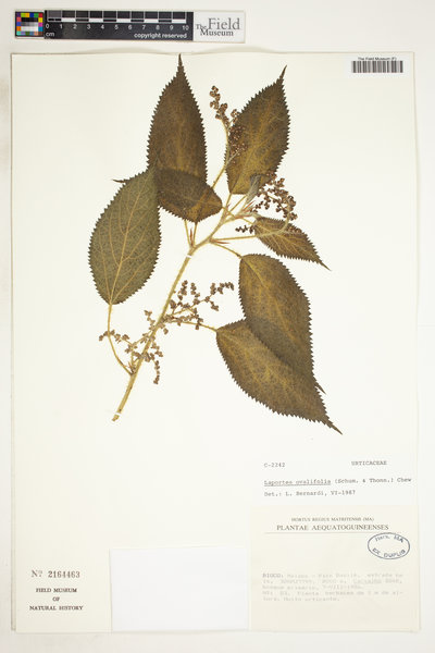 Laportea ovalifolia image