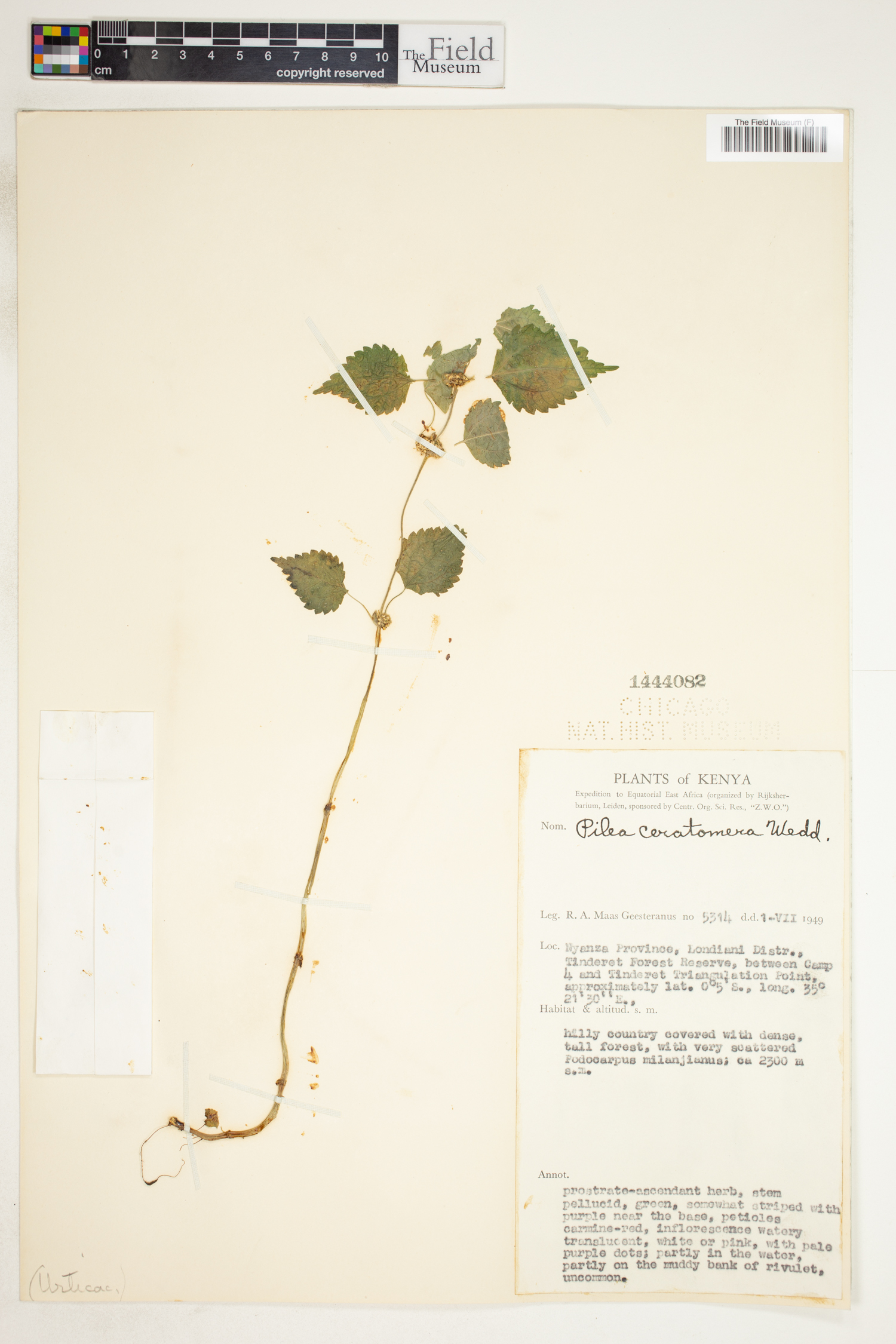 Pilea rivularis image