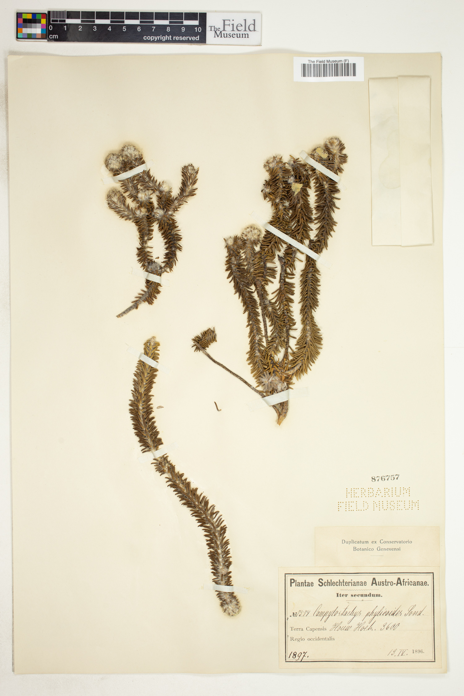 Kogelbergia phylicoides image