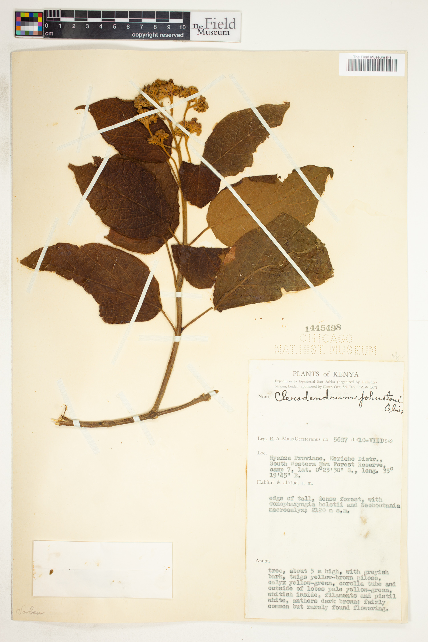 Clerodendrum johnstonii image