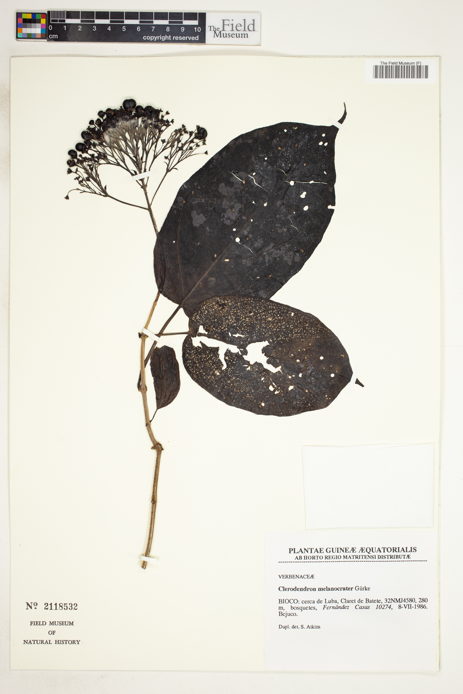 Clerodendrum melanocrater image