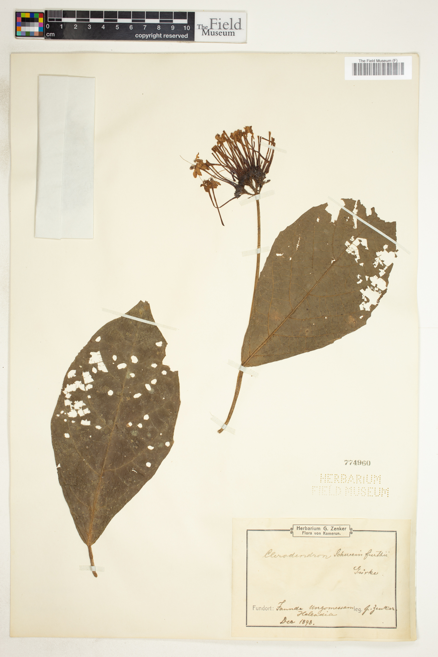 Clerodendrum schweinfurthii image