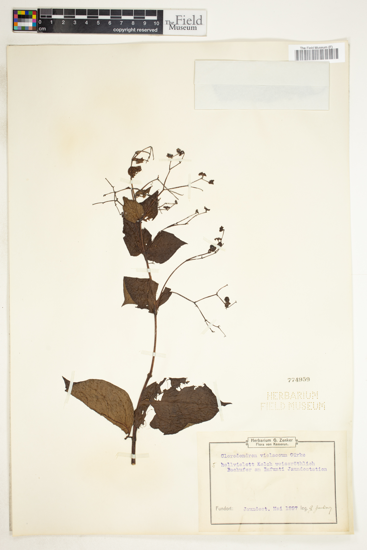 Rotheca violacea subsp. violacea image