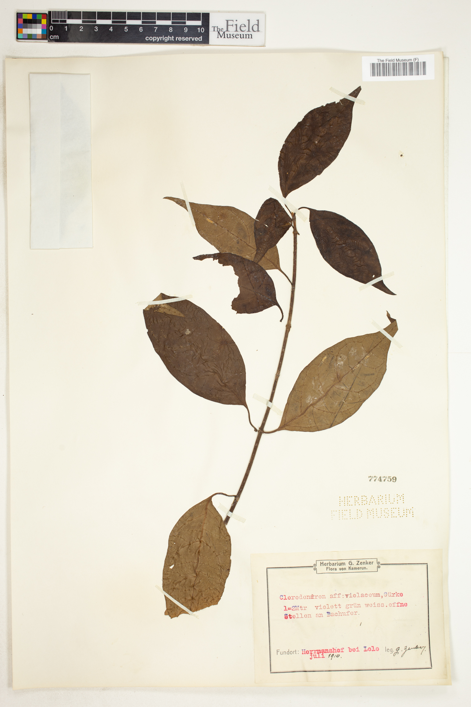 Rotheca violacea subsp. violacea image