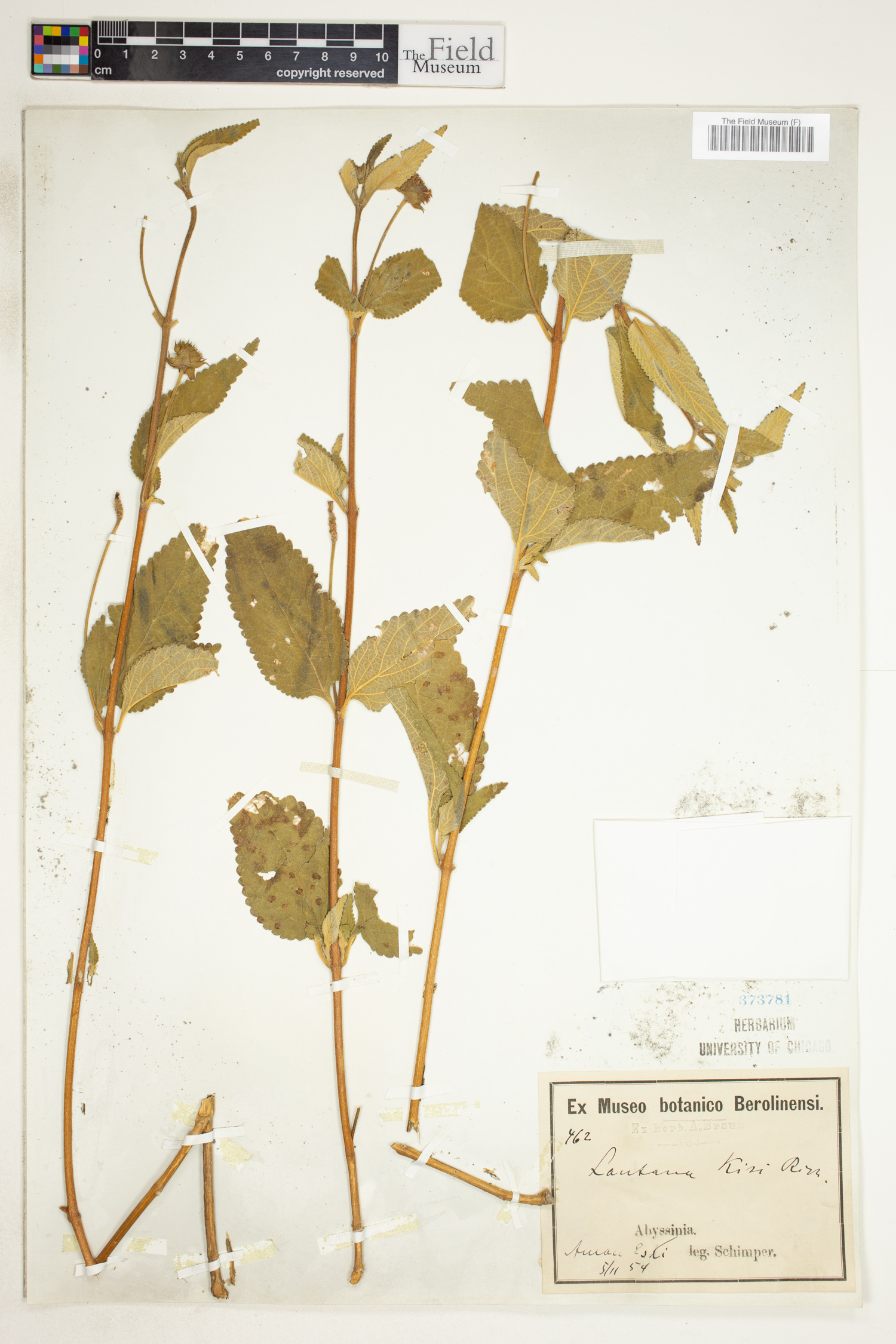 Lantana viburnoides subsp. kisi image